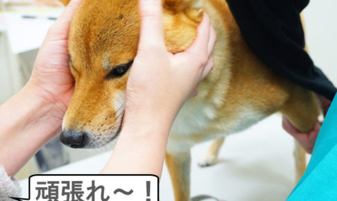 柴犬コマリ　爪切り