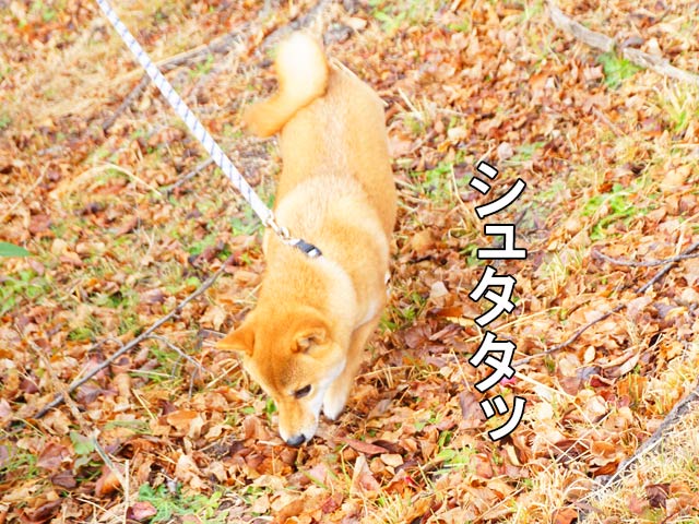 柴犬コマリ　公園　散歩