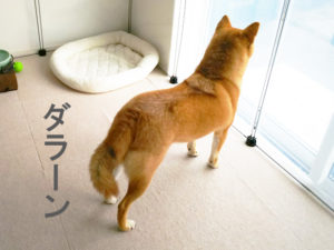 柴犬コマリ　尻尾