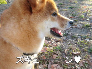 柴犬コマリ　横顔