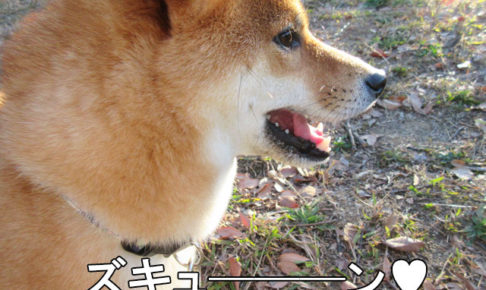 柴犬コマリ　横顔