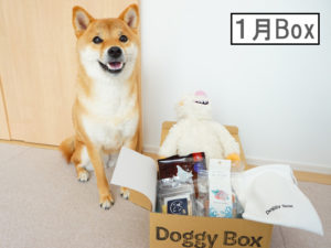 柴犬コマリ　doggybox ドギーボックス