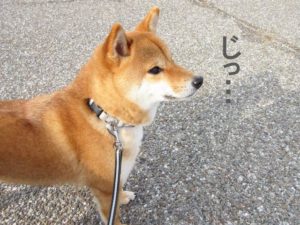 柴犬コマリ　鳥