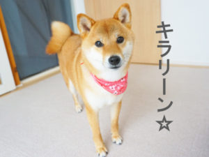 柴犬コマリ　シャンプー