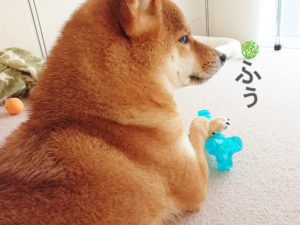 柴犬コマリ　クロス