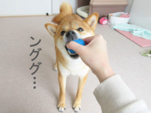柴犬コマリ　ボール
