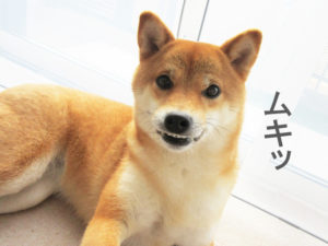 柴犬コマリ　おこ顔