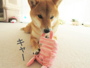柴犬コマリ　ウサギ　おもちゃ