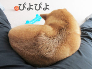 柴犬　ひよこ饅頭