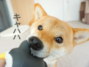 柴犬コマリ　ボール遊び