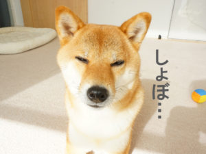 柴犬コマリ　眠い