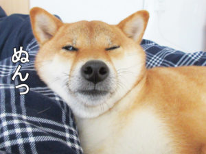 柴犬コマリ　ブサカワ