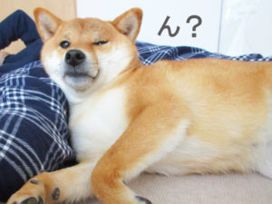 柴犬コマリ　ブサカワ