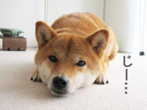 柴犬コマリ　ツチノコ