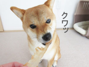 柴犬コマリ　アキレス