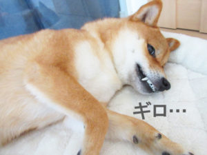 柴犬コマリ　犬妖怪