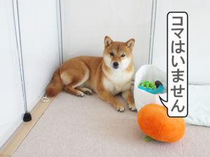 柴犬コマリ　避難