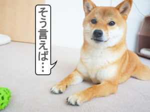 柴犬コマリ　留守番