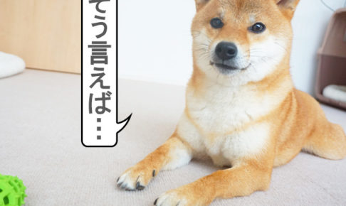 柴犬コマリ　留守番