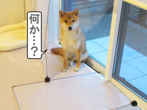 柴犬　ペットフェンス