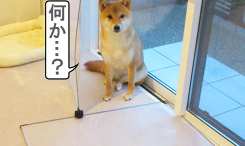 柴犬　ペットフェンス