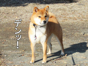 柴犬コマリ　マッチョ