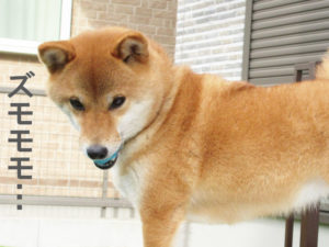 柴犬コマリ　眠い