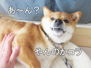 柴犬コマリ　ヤンキー犬