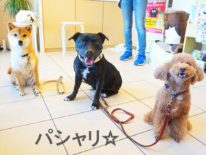 柴犬コマリ　しつけ教室