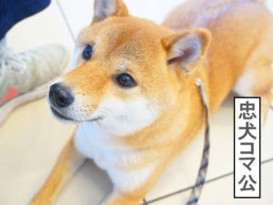 柴犬コマリ　しつけ教室