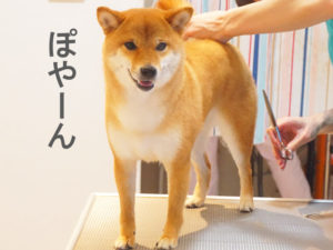 柴犬コマリ　シャンプー
