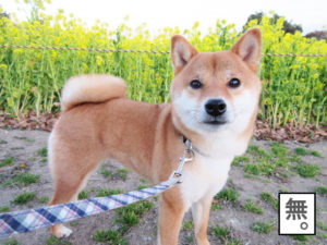 柴犬コマリ　菜の花