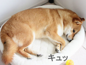 柴犬コマリ　車嫌い