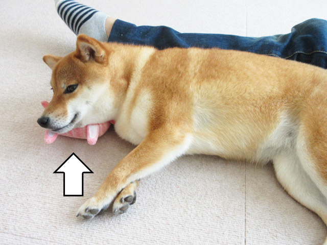 柴犬コマリ　枕