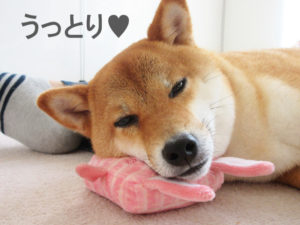 柴犬コマリ　うっとり
