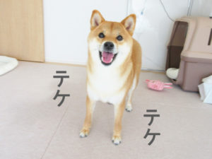 柴犬コマリ　バック