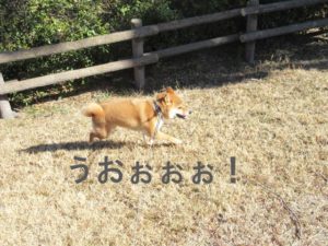 柴犬　鳥　狩り