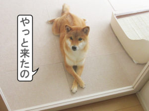 柴犬コマリ　来た