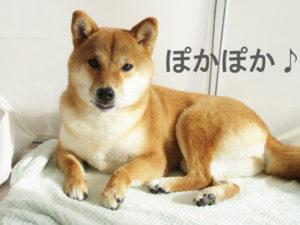 柴犬コマリ　ユカペットEX