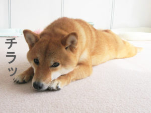 柴犬コマリ　ツチノコ