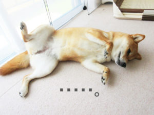 柴犬コマリ　服従ポーズ