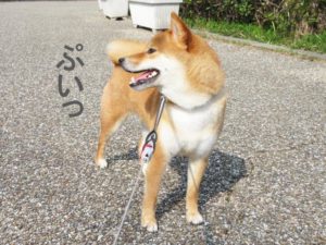 柴犬コマリ　塩対応
