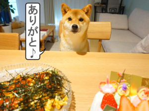 柴犬コマリ　ひなまつり