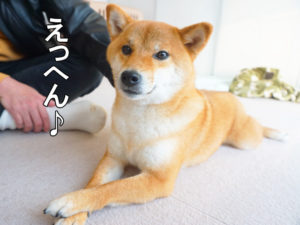 柴犬コマリ　えっへん