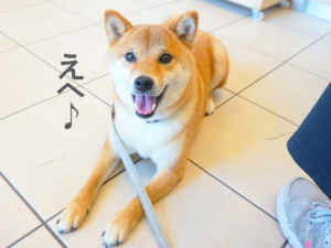 柴犬コマリ　しつけ教室