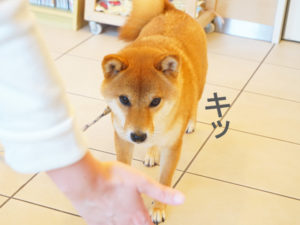 柴犬コマリ　しつけ教室
