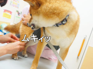 柴犬コマリ　動物病院　フィラリア検査