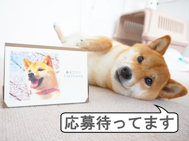柴犬コマリ　カレンダー