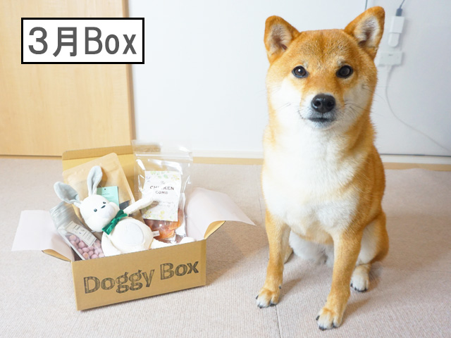 柴犬コマリ　doggybox ドギーボックス