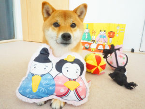 ひな祭りグッズと柴犬コマリ